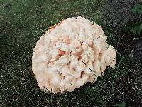 Laetiporus cincinnatus image