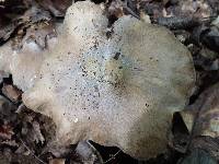 Tricholoma acris image