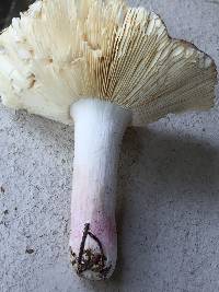 Russula tenuiceps image