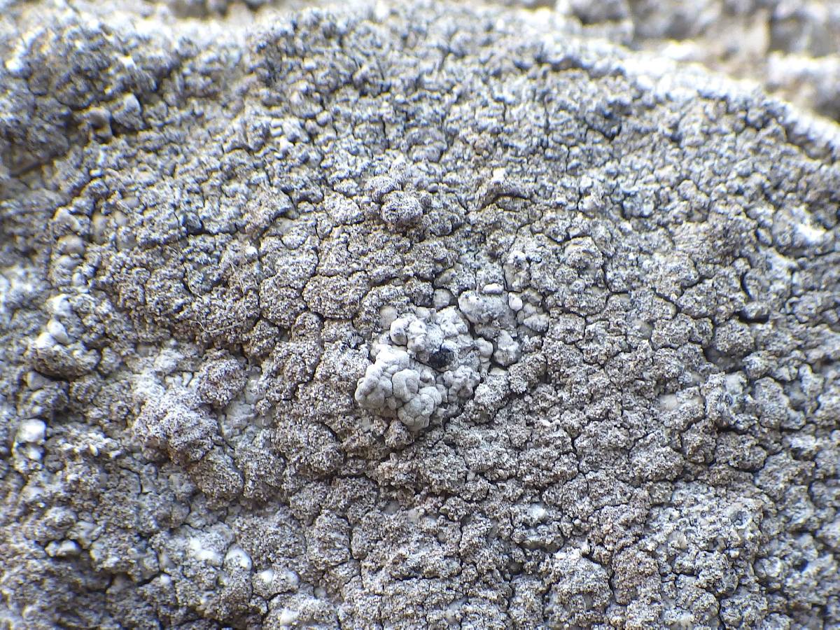 Lecanographa grumulosa image