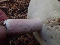 Russula queletii image