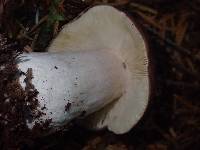 Russula queletii image