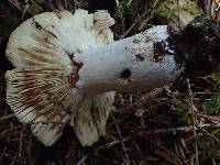 Russula pseudo-olivascens image