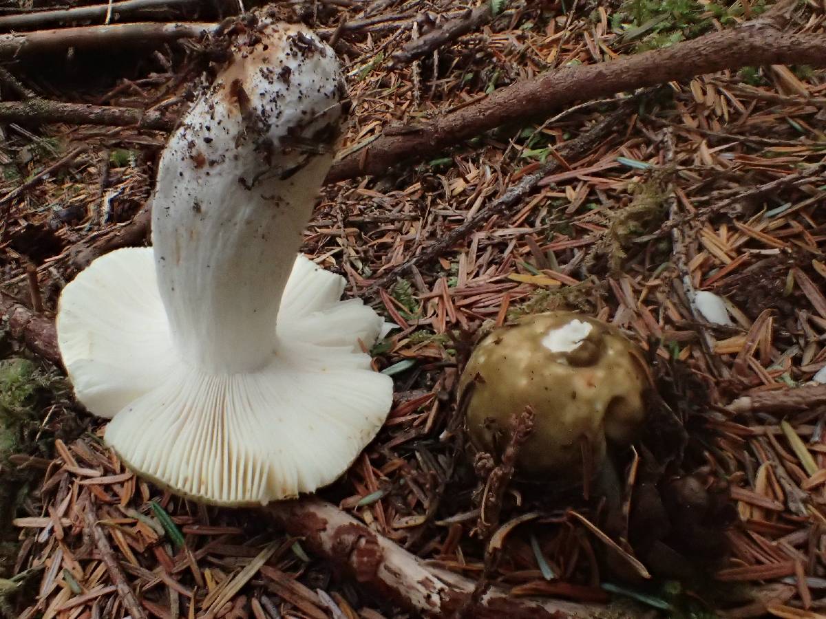 Russula pseudo-olivascens image