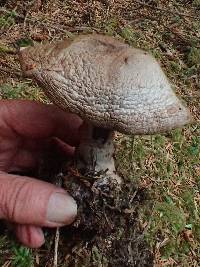 Cortinarius cyanites image