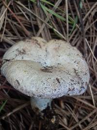 Lactarius deterrimus image