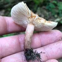 Lactarius camphoratus image