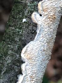 Irpex lacteus image