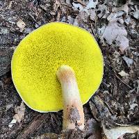 Aureoboletus auriporus image