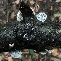 Daedaleopsis confragosa image