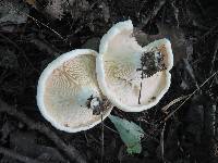 Lactarius controversus image