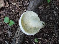 Lactarius subvellereus var. subdistans image