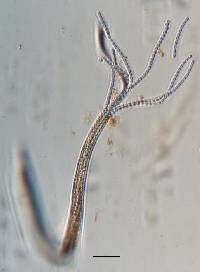 Tolypocladium ophioglossoides image