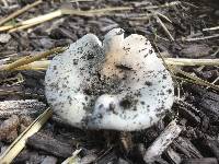 Russula modesta image