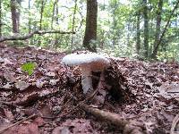 Amanita longipes image