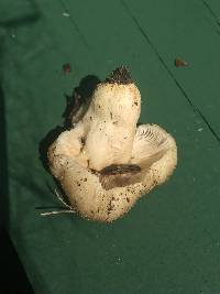 Russula pulverulenta image