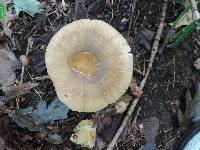 Russula crustosa image