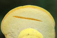 Boletus auripes image