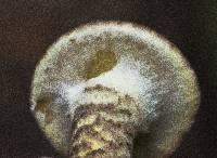 Suillus spraguei image