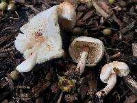 Lepiota cristata image