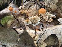 Marasmius siccus image