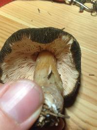 Pluteus roseipes image