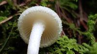 Hygrophorus chrysodon image