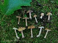 Inocybe pallida image