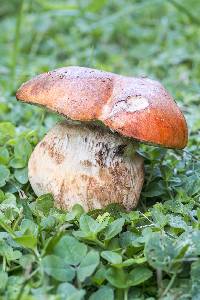 Tylopilus balloui image