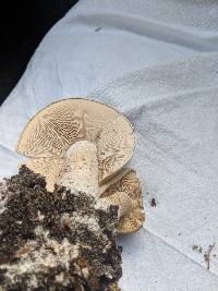 Macrocybe titans image