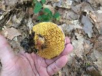 Suillus spraguei image