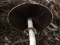 Agaricus approximans image