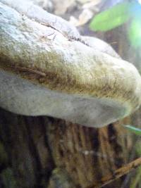 Fomitopsis ochracea image