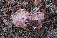 Hygrophorus purpurascens image