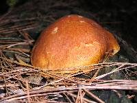 Gymnopilus sapineus image