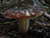 Russula roseostipitata image