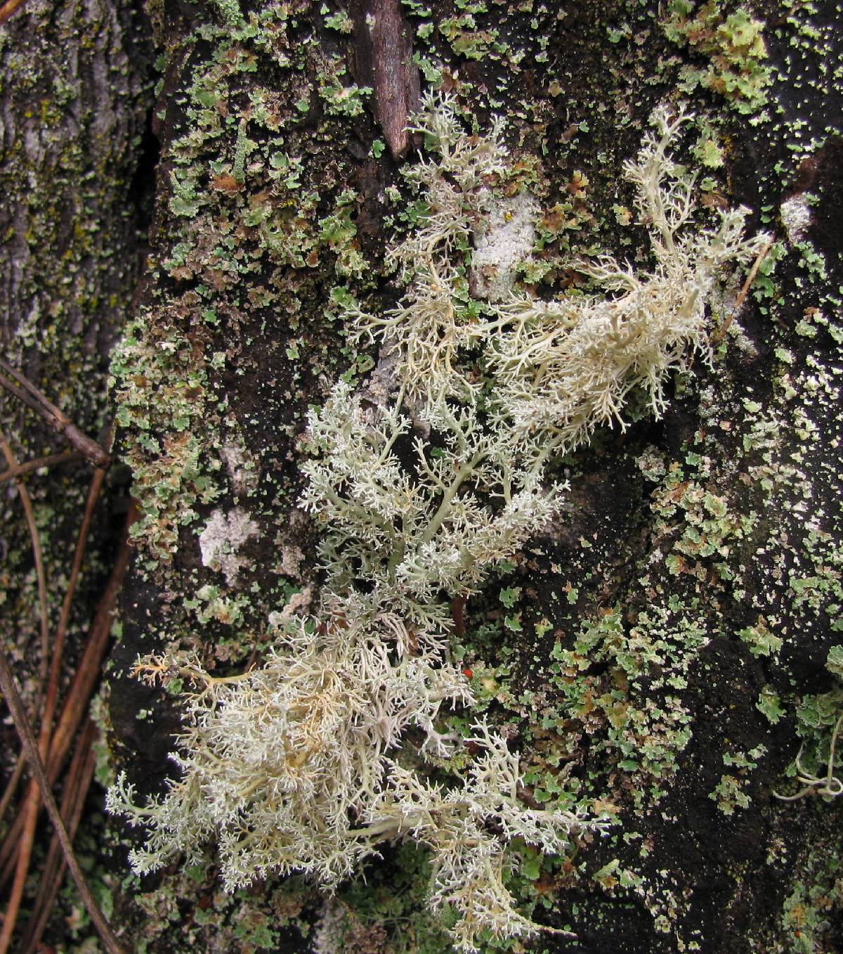 Sphaerophorus globosus var. gracilis image