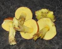 Boletus subglabripes image