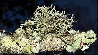 Ramalina complanata image