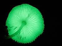 Mycena chlorophos image