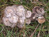 Clitocybe sclerotoidea image