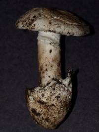 Amanita vernicoccora image