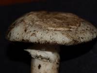 Amanita vernicoccora image