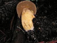 Suillus fuscotomentosus image