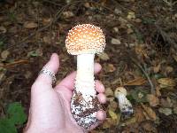 Amanita amerimuscaria image