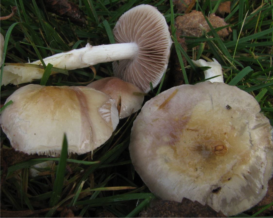Stropharia inuncta image