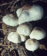 Leucoagaricus americanus image