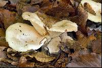 Lactarius pallidus image