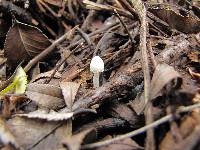 Coprinopsis marcescibilis image