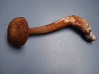 Austroboletus gracilis image